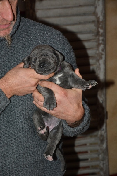 de l'Orangerie des perles rares - Dogue allemand - Portée née le 24/11/2013